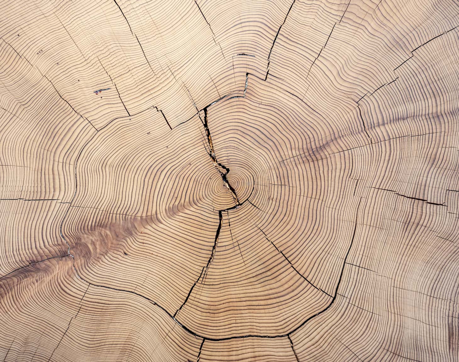 Parkland wood grain