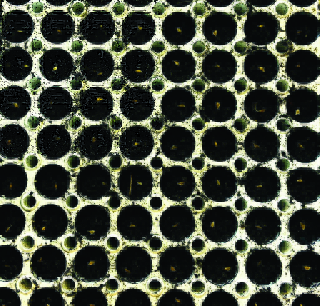 Innovatree large-scale seedling cultivation