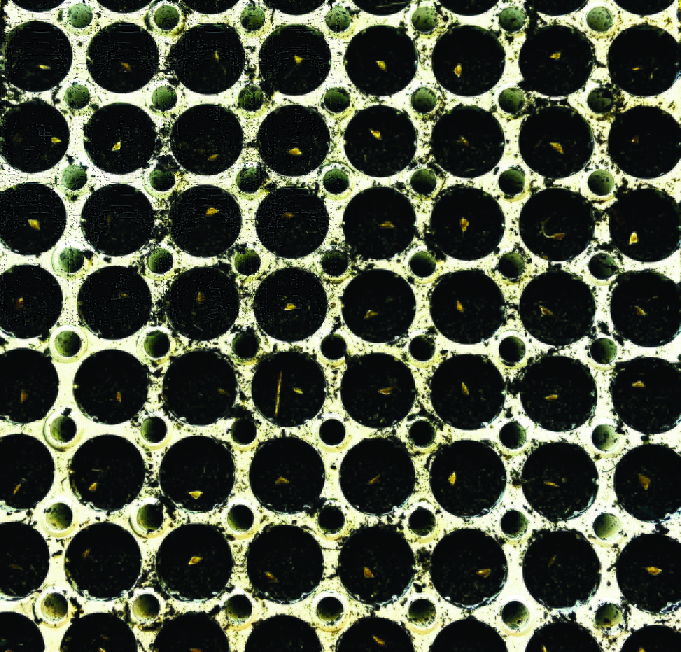 Innovatree large-scale seedling cultivation