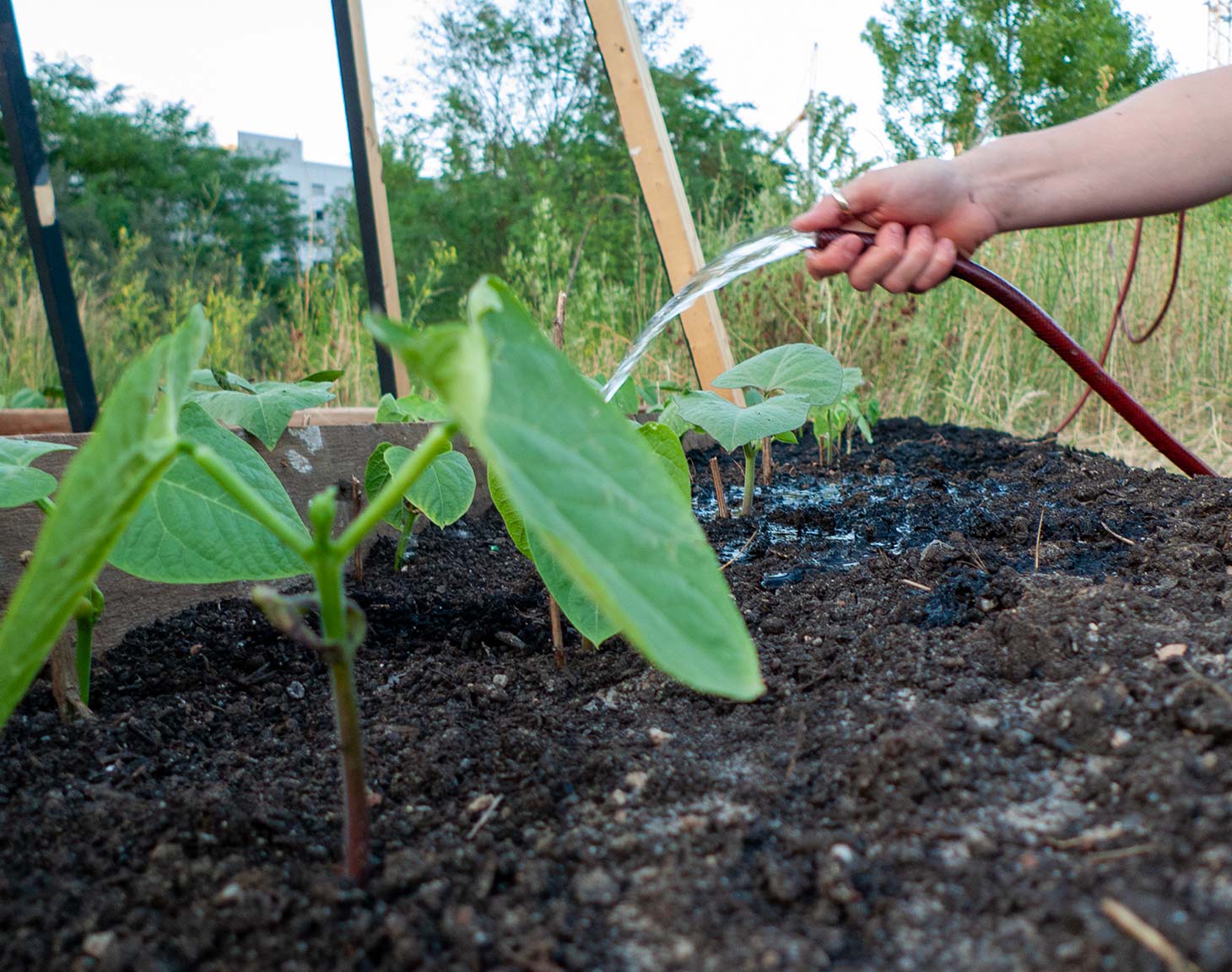 Curat plant bed