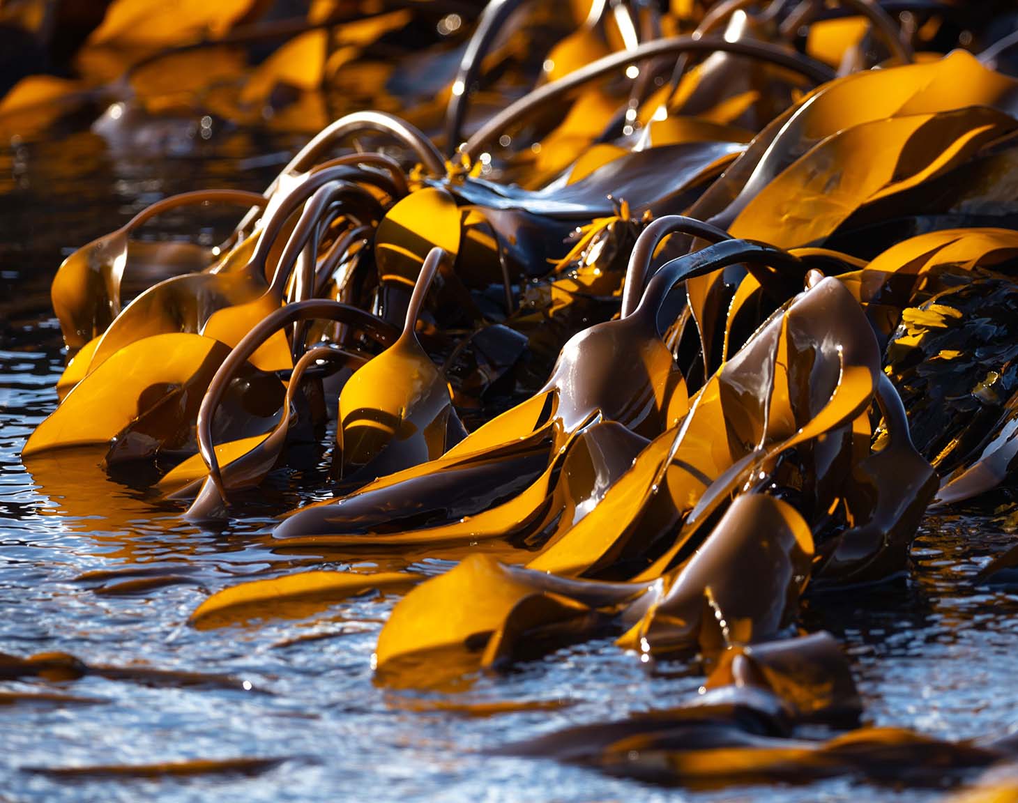 Coastal Carbon seaweed